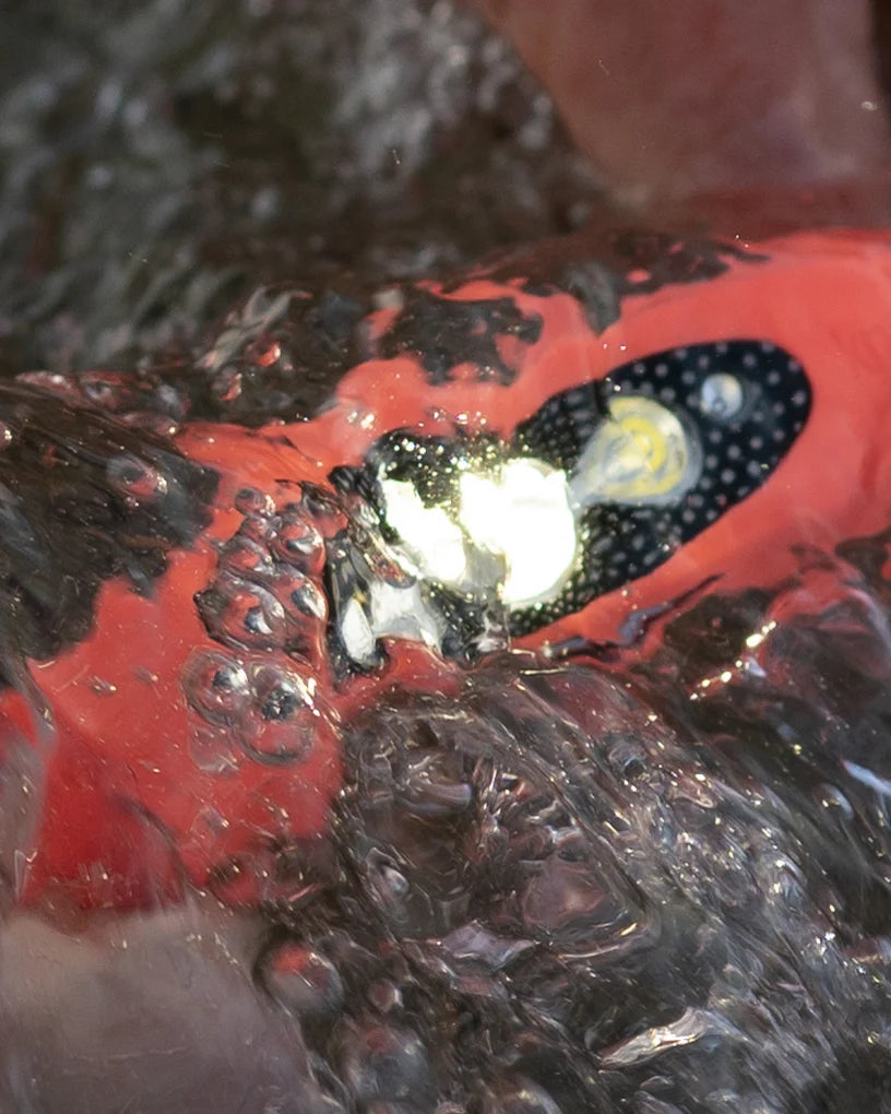 Knog Bilby 400 Headtorch - Sportandleisure.com